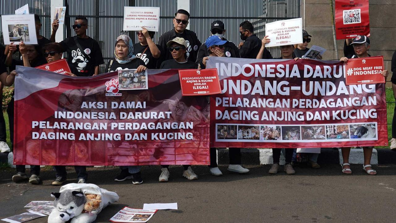 Aktivis Hewan Luapkan Kekecewaan RUU Perlindungan Anjing-Kucing Gagal Masuk RUU Prolegnas