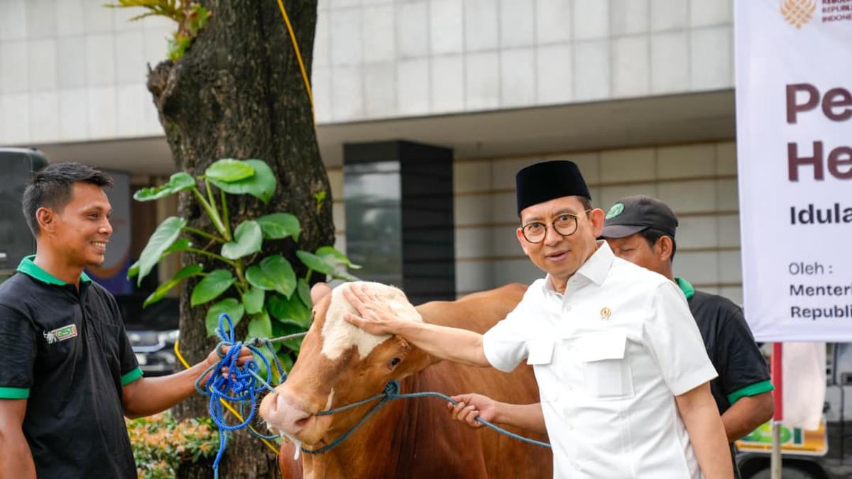 Kemenbud Kurban 23 Sapi Ras Bali dan Limosin Sambut Idul Adha, Kapan Dagingnya Dibagikan?