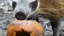 Seekor babi mengendus labu berisi makanan saat perayaan Hari Halloween di kebun binatang di Hanover, Jerman, Kamis (25/10). (Peter Steffen/dpa/AFP)