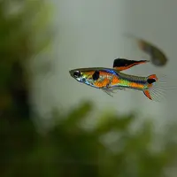 Hobi kokeksi Ikan Guppy. (Foto: Dok. SIGF 2019)