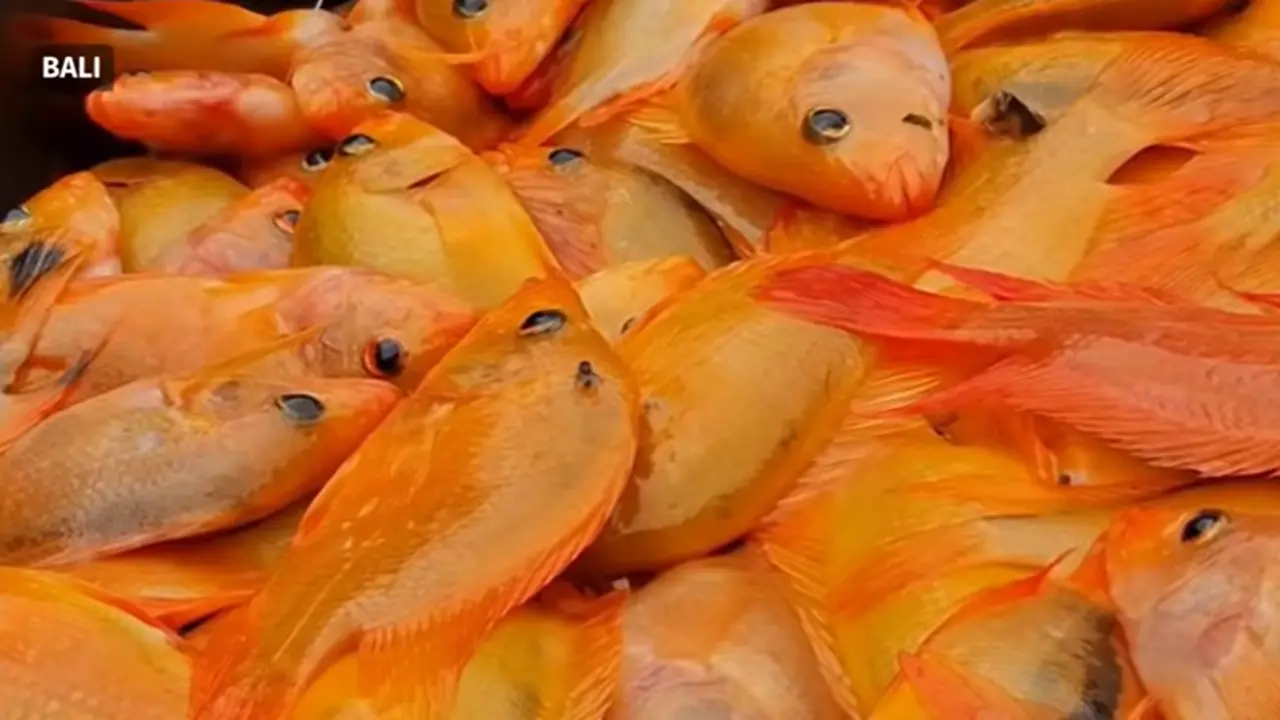 Ikan red devil penghuni Danau Batur Bali