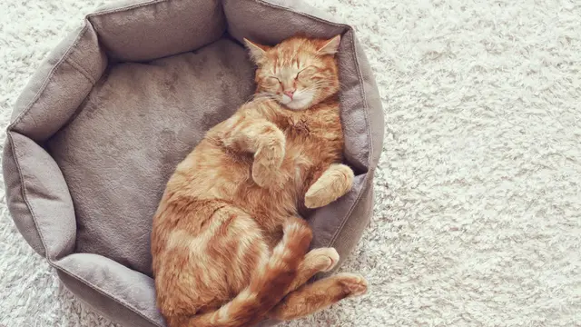 Ilustrasi Kucing/Shutterstock.