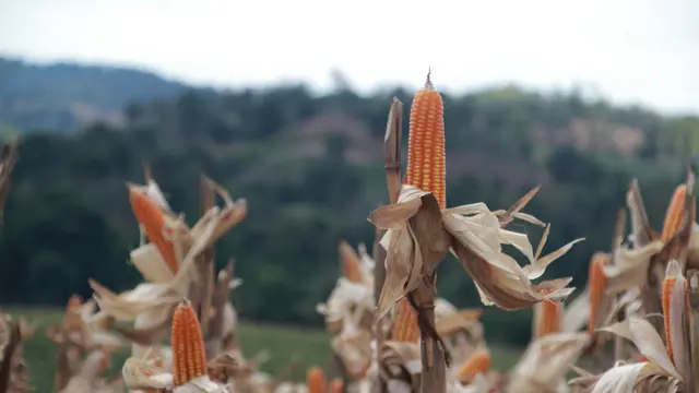 Panen Jagung