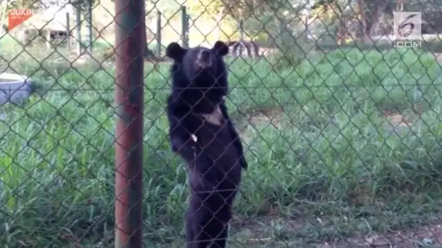 Seekor beruang berjalan seperti layaknya manusia.