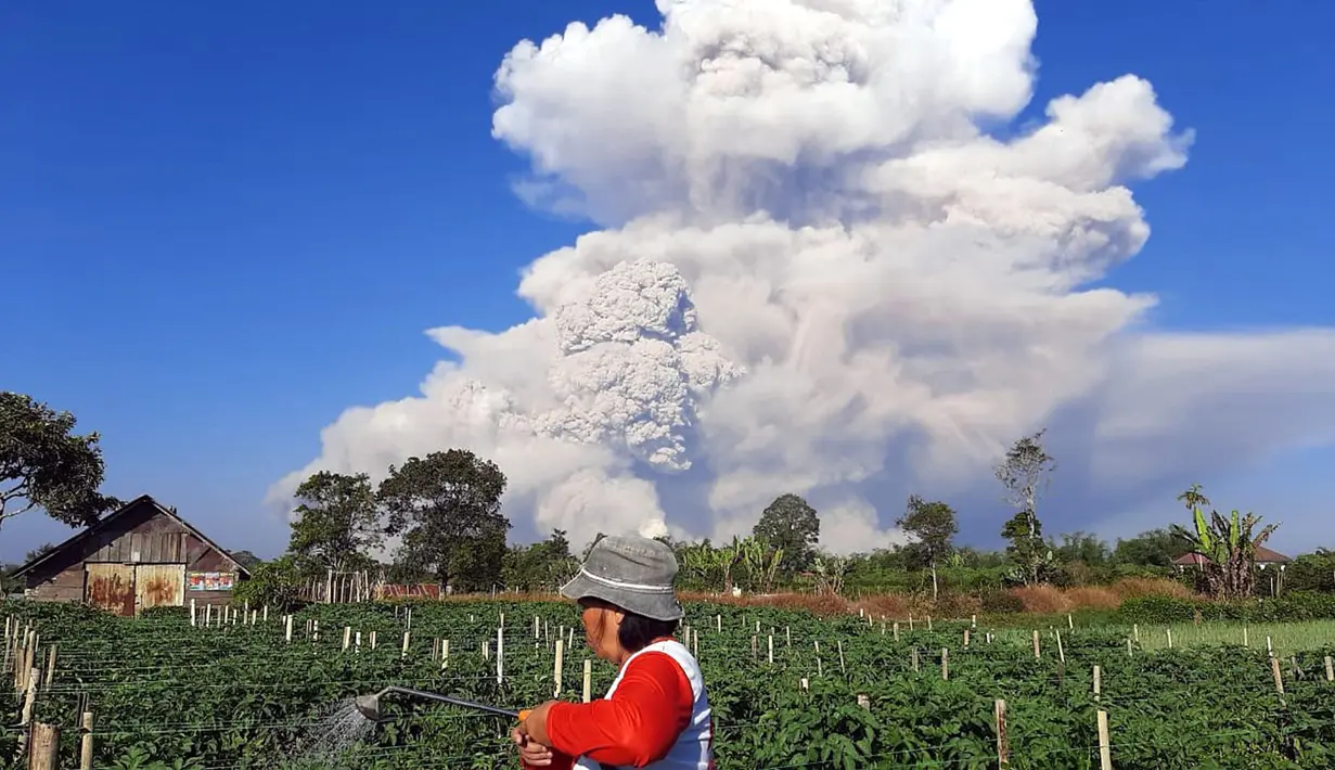 Seorang petani menyemprotkan cairan pestisida pada tanaman saat unung Sinabung memuntahkan abu ke langit, seperti terlihat dari Karo, Sumatera Utara, Selasa (2/3/2021).  Gunung Sinabung, Sumatera Utara, memuntahkan awan panas pada pukul 07.11 WIB, Selasa (2/1/2021). (AFP/Bahari Tarigan)
