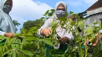 Warga di RT 11, Jatimulyo, Yogyakarta memiliki cara tersendiri untuk menghadapi pandemi Covid-19. Yaitu, dengan menanam sayur. Lorong sayur di kebun warga ini mampu mencukupi kebutuhan sehari-hari mereka. (Foto: Liputan6.com)