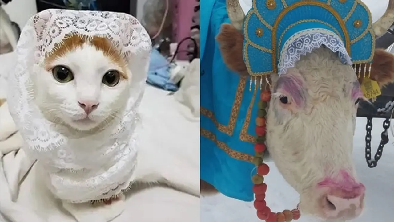 6 Potret Hewan Berdandan Bak Pengantin Ini Nyeleneh, Ada-Ada Saja