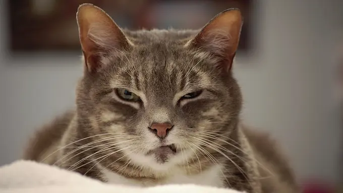 [Bintang] Menyimak Gemasnya Hewan Ketika Marah