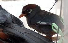 Di Dalam Perut Burung Ditemukan 778 Potong Plastik, Bunyinya Bikin Para Ilmuwan Kaget Setengah Mati
