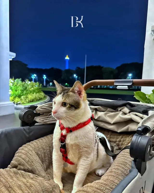 Dapat hadiah dari Dubes China, ini 7 potret rumah mewah Bobby Kertanegara kucing Presiden Prabowo