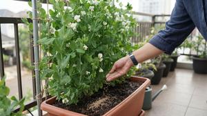 Cara Menanam Kacang Kapri di Pekarangan dengan Ajir Bertingkat, Hemat Lahan dan Mudah Dirawat