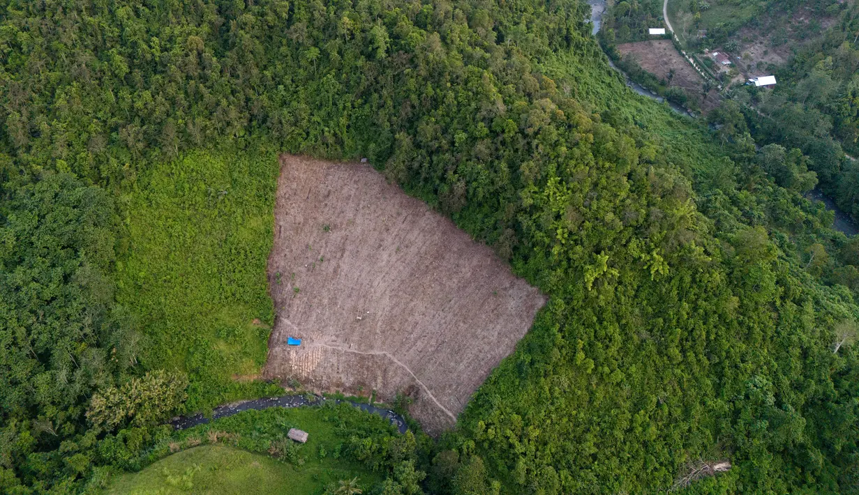 Dalam analisisnya  World Resources Institute menyebut Indonesia mengalami peningkatan kehilangan hutan primer sebesar 27% pada tahun 2023 dibandingkan tahun sebelumnya. (AP Photo/Yusuf Wahil)