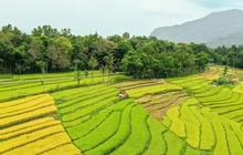 Menengok Teknologi Smart Farming dan Internet of Things (IoT) untuk Dongkrak Produktivitas Petani