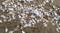 Ratusan orang memunguti jutaan ikan mati di Pantai Jetis, Cilacap, Jawa Tengah, Sabtu, 12 Oktober 2019. (Foto: Liputan6.com/Facebook-Paijo Kbm/Muhamad Ridlo)