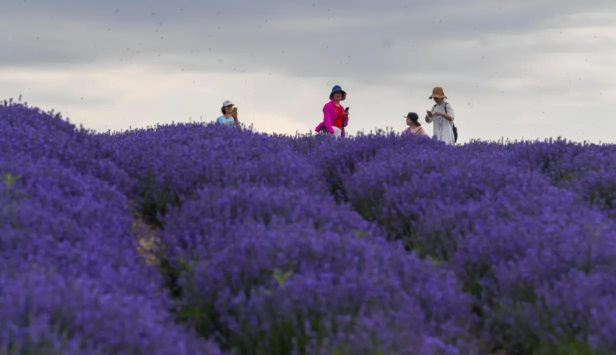 Orang-orang mengunjungi ladang lavender di Sigong, sebuah desa di Lucaogou, Wilayah Huocheng, Daerah Otonom Uighur Xinjiang, China (16/6/2020). Dengan lahan budidaya seluas 3.733 hektare, industri lavender di Wilayah Huocheng menciptakan 15.000 lebih lapangan pekerjaan pada 2019. (Xinhua/Zhao Ge)