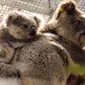 Dua Koala terlihat di tempat penampungan sementara di Kebun Binatang Taronga di Sydney (17/12/2019). Koala-koala itu dipindahkan ke Kebun Binatang Taronga Sydney. Mereka akan berada di sana sampai aman sebelum dikembalikan ke alam liar. (AFP/Taronga Zoo)