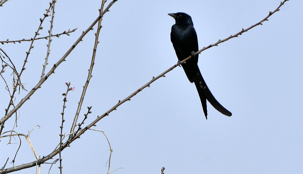 Seekor drongo hitam terlihat di cabang pohon dekat Danau Taudaha di pinggiran Kathmandu (18/1/2021). Ada banyak spesies ikan di danau ini. Ini terkenal dengan ikan mas besar. (AFP/Prakashh Mathema)