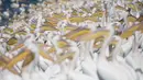 Ribuan pelikan berkumpul untuk mencari ikan di waduk Mishmar HaSharon, Israel saat bermigrasi ke Afrika, 15 Oktober 2017. Burung-burung itu mampir ke Israel saat perjalanan dari Eropa menuju Afrika untuk beradaptasi selama musim dingin. (AP/Ariel Schalit)