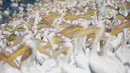 Ribuan pelikan berkumpul untuk mencari ikan di waduk Mishmar HaSharon, Israel saat bermigrasi ke Afrika, 15 Oktober 2017. Burung-burung itu mampir ke Israel saat perjalanan dari Eropa menuju Afrika untuk beradaptasi selama musim dingin. (AP/Ariel Schalit)