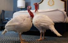 Panduan Memelihara Ayam Kalkun di Rumah, Peluang Usaha dengan Nilai Ekonomi Menjanjikan