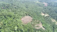 Area yang terdeforestasi di konsesi perusahaan PT HAN di Kabupaten Merangin. (Liputan6.com/FWI untuk Gresi Plasmanto)