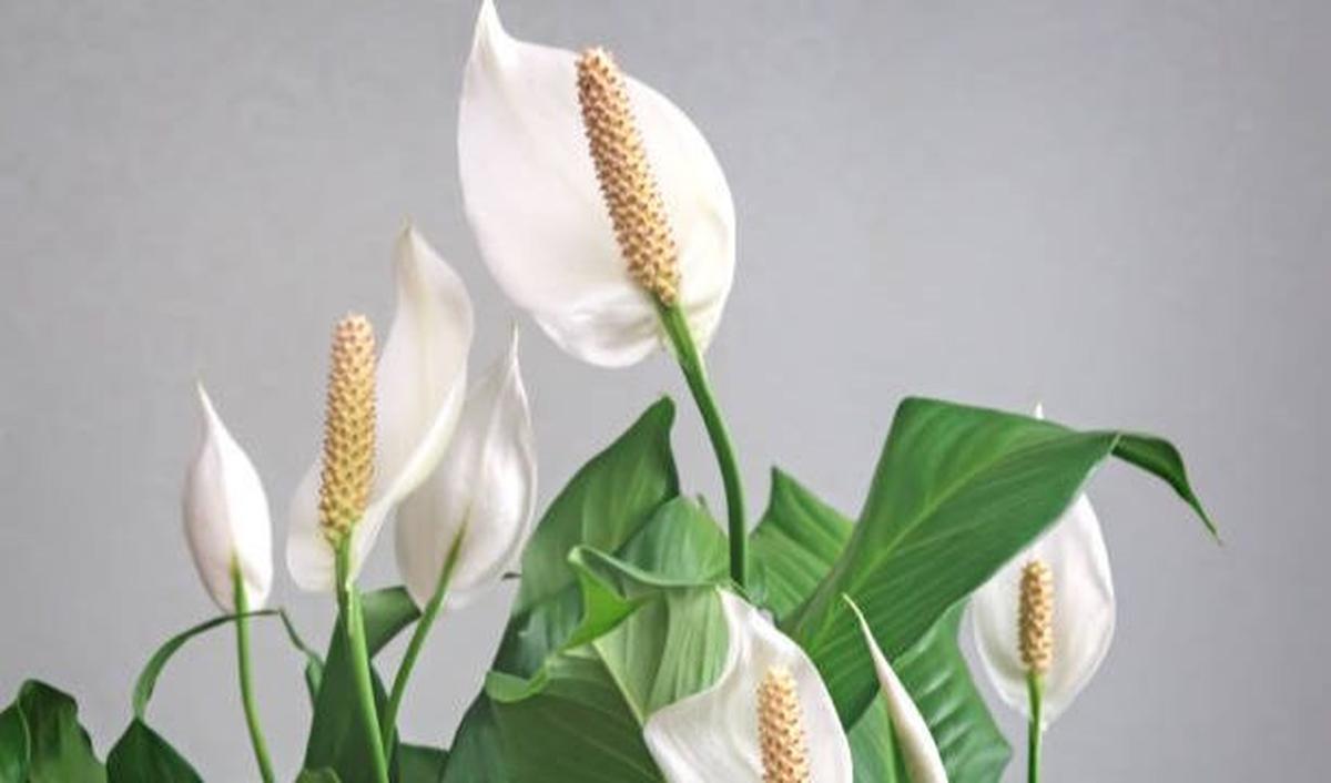 Peace Lily