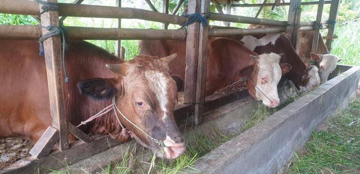 Cara Memilih Sapi Kurban yang Sehat dan Sesuai Syariat