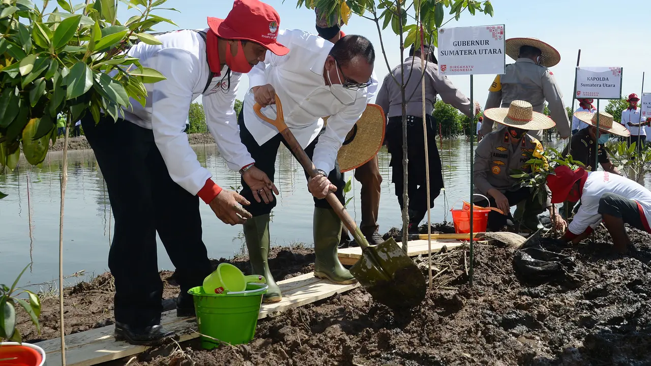 Tanam mangrove