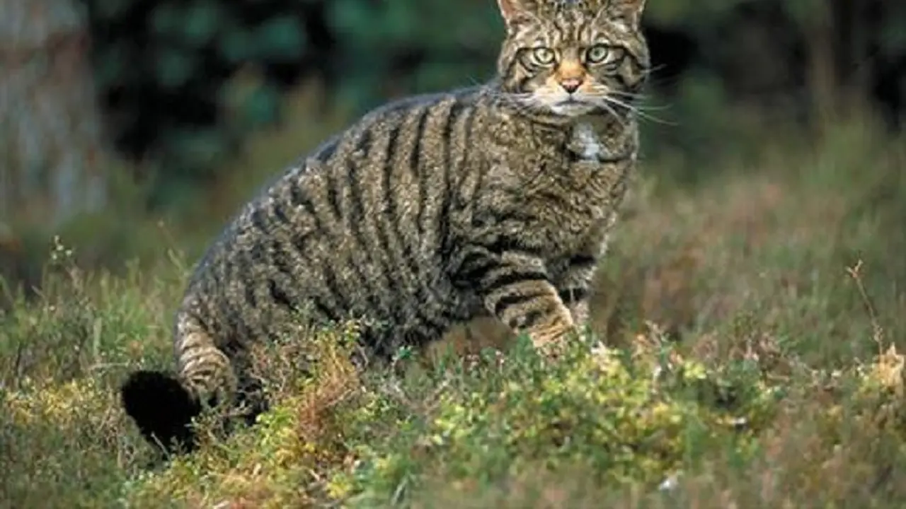 [Bintang] Kucing  liar