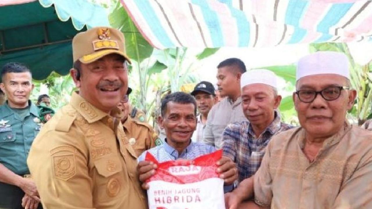 Fakta Menarik: 24,75 Ton Benih Jagung Hibrida Madina Disalurkan, Petani Tak Perlu Khawatir Harga Turun!