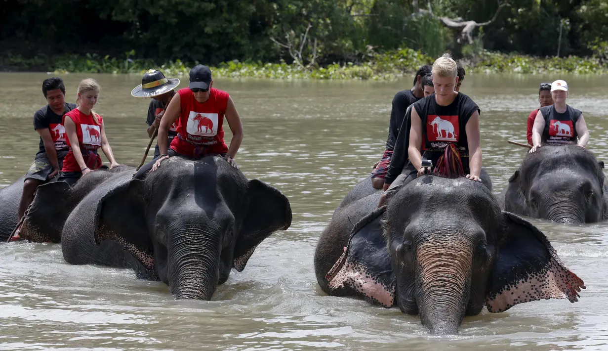 Pawang dan relawan saat memandikan gajah di sungai Pasak di Ayutthaya, Bangkok, Thailand, (11/8/2015). Thailand akan merayakan Hari Gajah Dunia pada tanggal 12 Agustus 2015. (REUTERS/Chaiwat Subprasom)