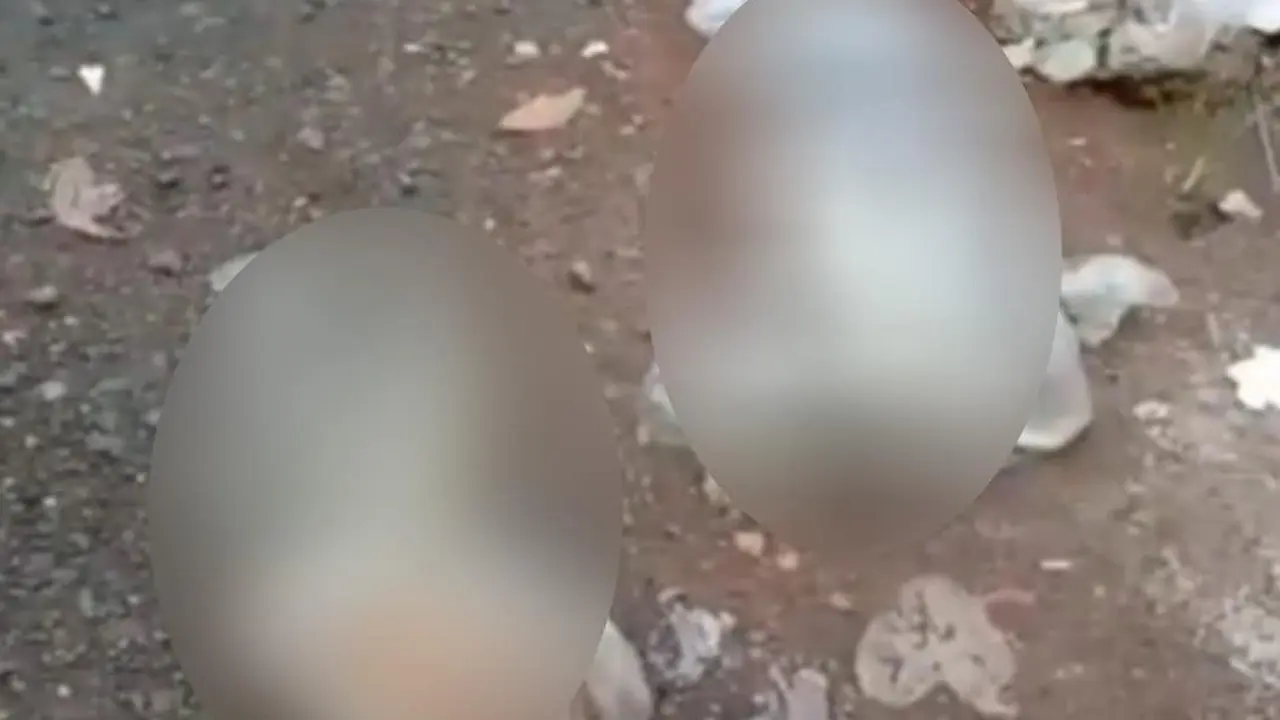 Viral, Penemuan Puluhan Bangkai Kucing Terbungkus Plastik di Pinggir Jalan Banjarmasin