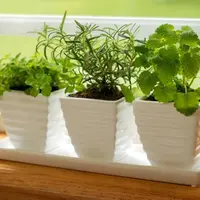 Mint. (Via: springfieldnewssun.com)