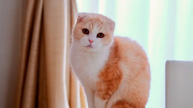 Scottish Fold