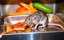 Waspada! Makanan Terkontaminasi Gigitan Tikus Bisa Picu Gagal Ginjal hingga Kematian