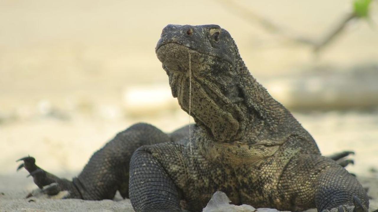 Tragis! Komodo Mati Ditabrak di Taman Nasional, Padahal Hewan Endemik Indonesia yang Dilindungi