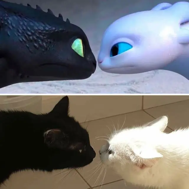 10 Tingkah Unik Kucing yang Bikin Nggak Habis Pikir