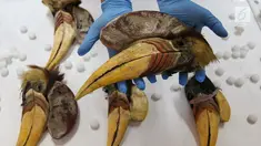 Petugas Direktorat Tindak Pidana Tertentu Bareskrim Polri menunjukkan barang bukti burung Julang Sulawesi di Bareskrim, Jakarta, Selasa (5/3). Polisi berhasil membekuk pelaku jual beli satwa dilindungi Julang Sulawesi. (Liputan6.com/JohanTallo)