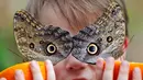 Seorang anak bernama George memegang jeruk untuk memberi makan kupu-kupu Owl di Museum Sejarah Alam di London, Inggris (30/3). Ratusan kupu-kupu tropis dipamerkan dalam acara Sensasional Butterflies. (AP Photo / Frank Augstein)