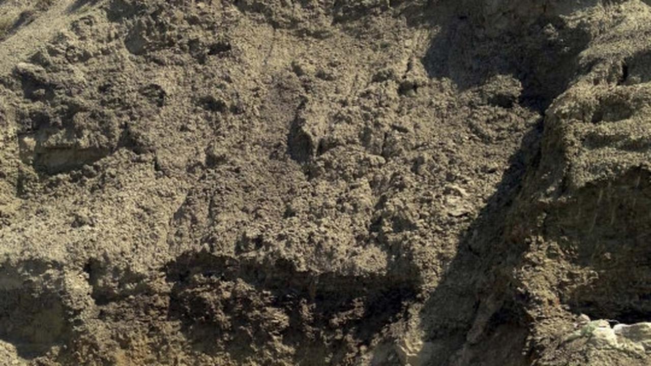 Ilmuwan Kanada temukan fosil dinosaurus bertanduk Wendiceratops