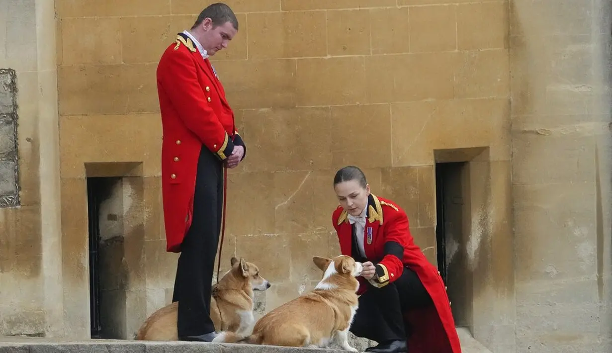 Dua anjing corgi milik Ratu Elizabeth II menunggu kedatangan peti mati sang majikan di Kastil Windsor, Senin 19 September 2022. Pertengahan dekade 2010-an, sang Ratu sebenarnya sempat berhenti mengadopsi anjing, karena tak ingin peliharaan kesayangannya merana setelah ia meninggal dunia.  (Foto: AP Photo/Gregorio Borgia, Pool)