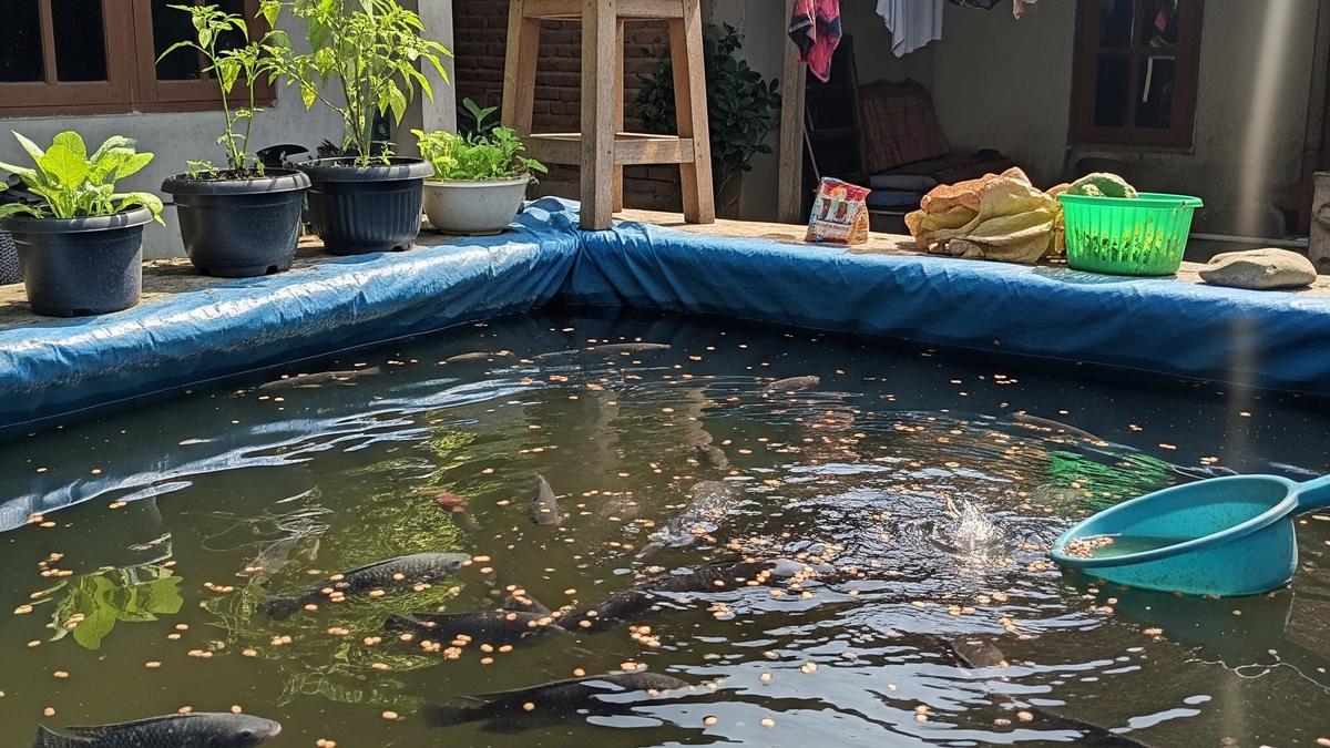 Budidaya Ikan Nila Cepat Besar di Kolam Terpal Ukuran 1x1 Meter, Panduan Panen Cuan
