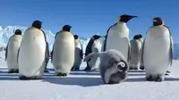 Di bawah proyeksi pemanasan global saat ini, sebagian besar spesies asli Antartika akan terancam punah, dengan penguin kaisar dalam risiko terbesar. (Australian Antarctic Division)