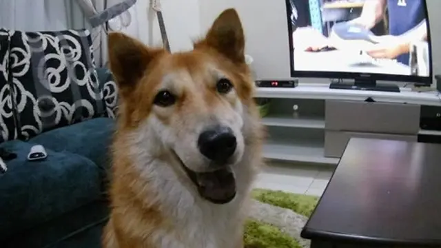 Kisah Haru Anjing Setia yang Mati Melawan Ular Berbisa untuk Lindungi Tuannya