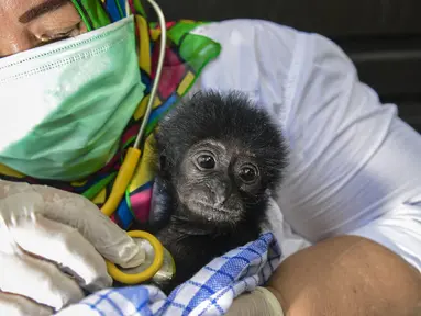 Dokter hewan memeriksa kondisi kesehatan bayi siamang (Symphalangus syndactylus) di kandang rehabilitasi BKSDA, Banda Aceh, Aceh, Kamis (13/9). Sejak 2014 BKSDA Aceh telah merawat lima bayi siamang yang diduga akan diperdagangkan (AFP/CHAIDEER MAHYUDDIN)