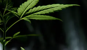 Ilustrasi ganja.  (dok. Unsplash.com/@exxteban)