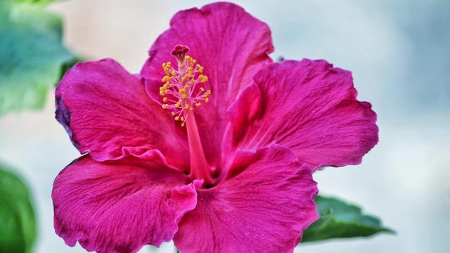 7 Jenis Bunga Cantik yang Bisa Dimakan