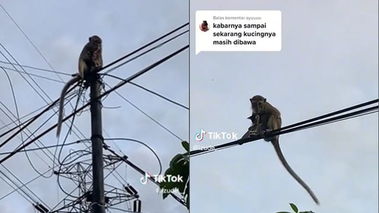 Aksi Monyet 'Culik' Kucing dan Dibawa ke Atas Tiang Listrik Ini Bikin Heboh Warga