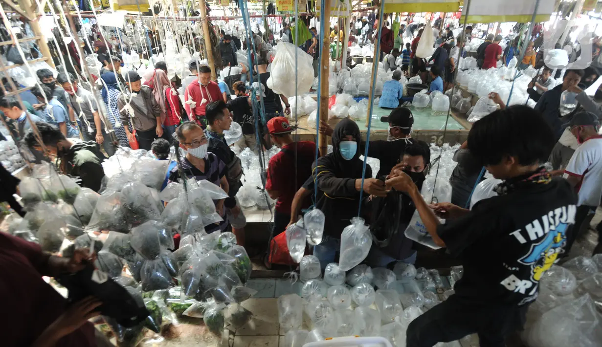 Pengunjung berdesakan pada salah satu kios di Pasar Ikan hias Parung, Bogor, Senin (27/7/2020). Pasar ikan hias yang buka pada setiap hari Senin, Kamis, dan Sabtu ini sama sekali tidak menerapkan  protokol kesatan guna mencegah penyebaran covid-19. (merdeka.com/Arie Basuki)