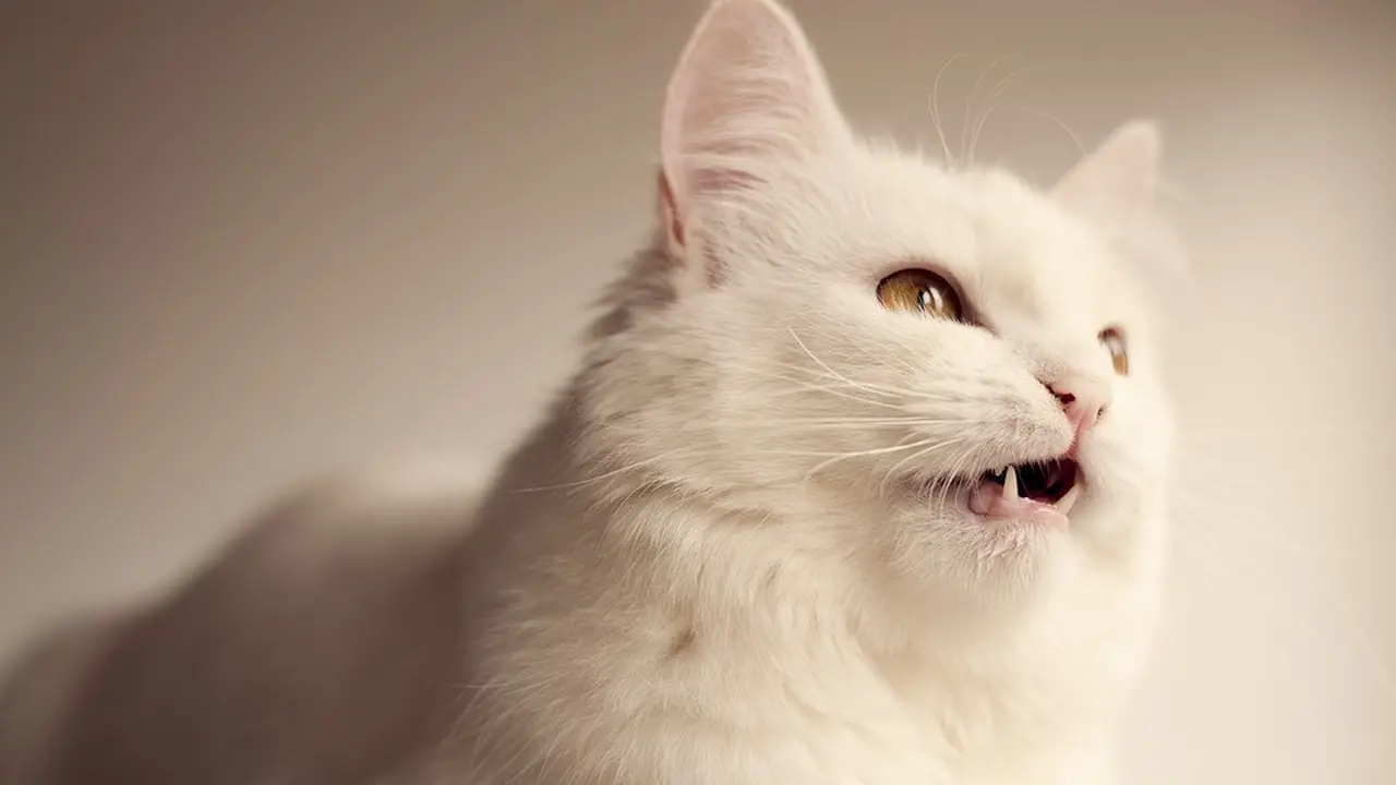 Makanan Kucing Anggora Buatan Sendiri